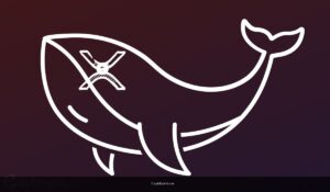 XRP Whale Activity Spikes To 3-Month High As CNBC Calls It ‘New Crypto Darling’: Why Its Crazy Bullish